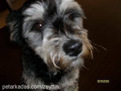 zeytin Erkek Glen of Imaal Terrier