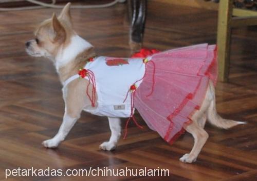 pop Dişi Chihuahua