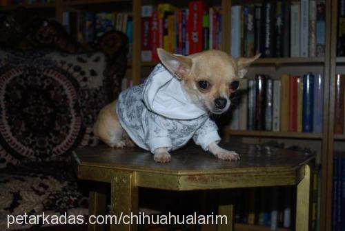 pop Dişi Chihuahua