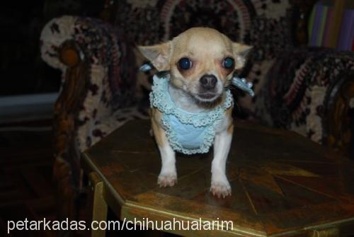 pop Dişi Chihuahua