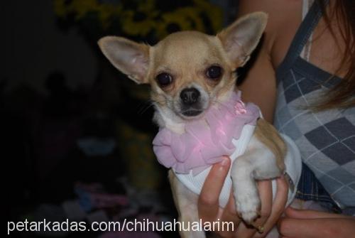 pop Dişi Chihuahua