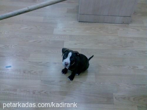 chaky Erkek Amerikan Staffordshire Terrier