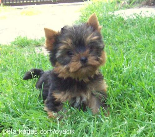 kateminie Dişi Yorkshire Terrier