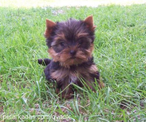 kateminie Dişi Yorkshire Terrier