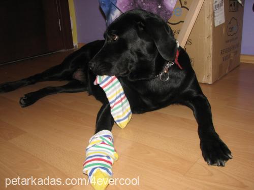 hera Dişi Labrador Retriever