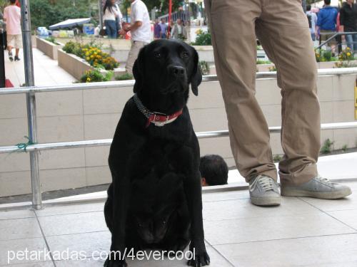 hera Dişi Labrador Retriever