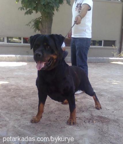 woody Dişi Rottweiler