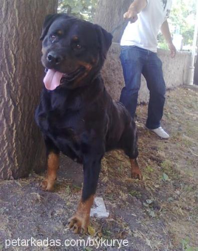 woody Dişi Rottweiler