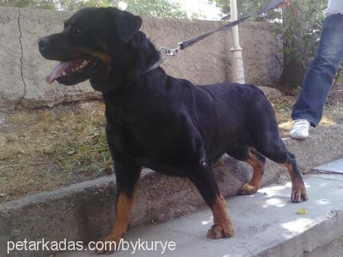 woody Dişi Rottweiler