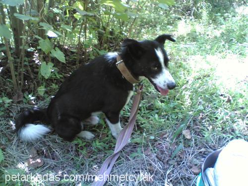 boncuk Erkek Border Collie