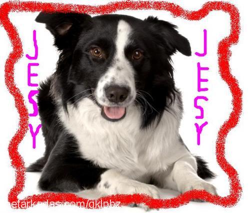 jesy Dişi Border Collie