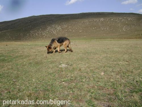 counter Dişi Alman Çoban Köpeği