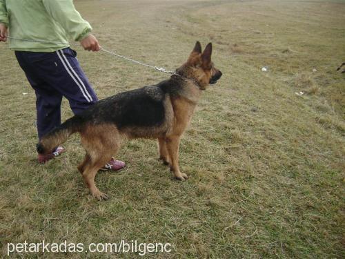 counter Dişi Alman Çoban Köpeği