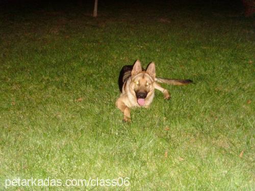 toros Erkek Alman Çoban Köpeği