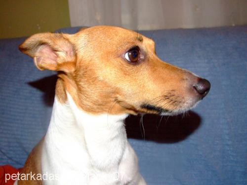 jacky Erkek Jack Russell Terrier