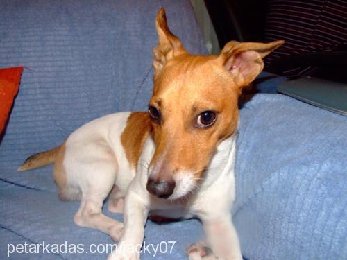 jacky Erkek Jack Russell Terrier