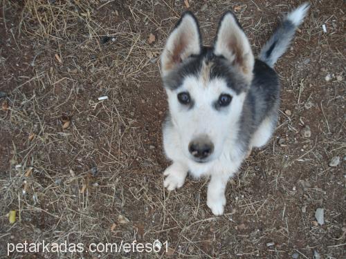 efes Erkek Alaskan Malamute