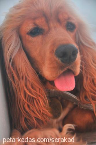 oğlum Erkek İngiliz Cocker Spaniel