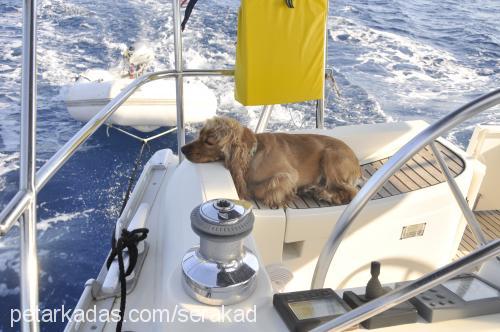 oğlum Erkek İngiliz Cocker Spaniel