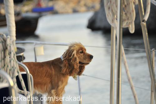 oğlum Erkek İngiliz Cocker Spaniel