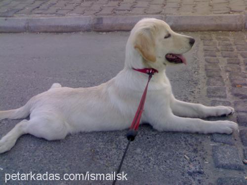 gofret Dişi Golden Retriever