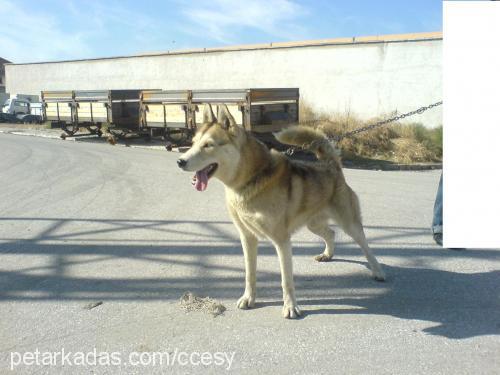 cesy Dişi Sibirya Kurdu (Husky)