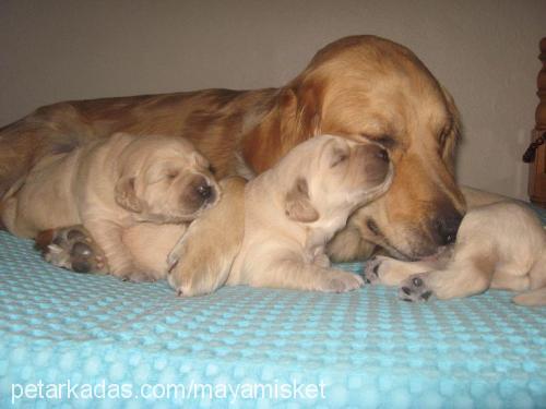 m4y4 Dişi Golden Retriever