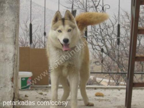 cesy Dişi Sibirya Kurdu (Husky)