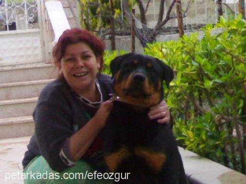 ateŞ Erkek Rottweiler