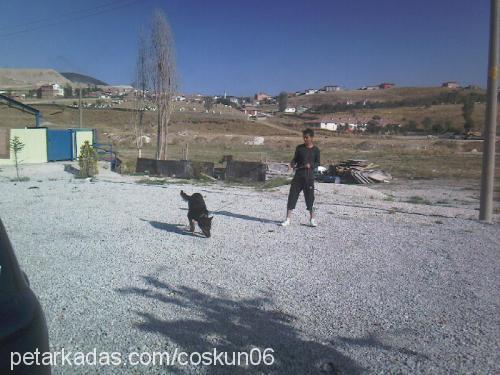 paşa Erkek Alman Çoban Köpeği