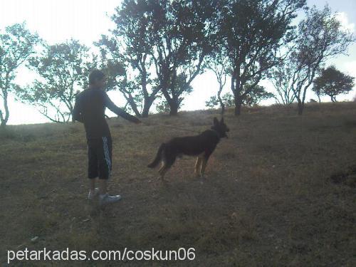 paşa Erkek Alman Çoban Köpeği