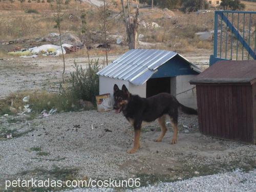 paşa Erkek Alman Çoban Köpeği