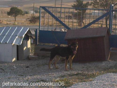 paşa Erkek Alman Çoban Köpeği