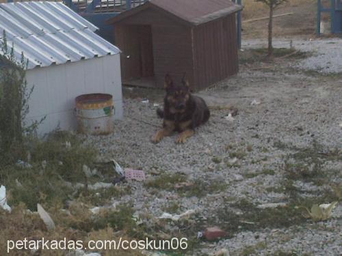 paşa Erkek Alman Çoban Köpeği