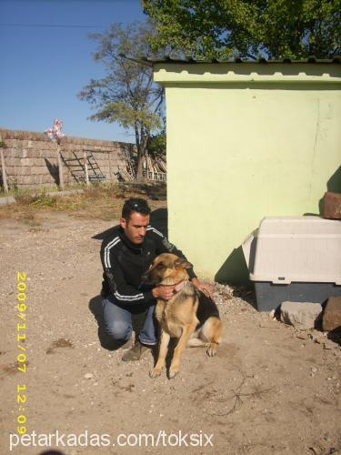 ruby Dişi Alman Çoban Köpeği