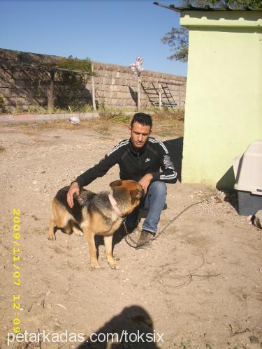 ruby Dişi Alman Çoban Köpeği