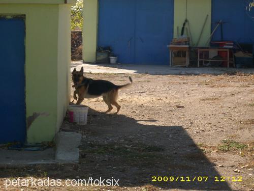 ruby Dişi Alman Çoban Köpeği