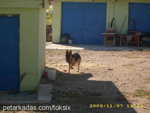 ruby Dişi Alman Çoban Köpeği