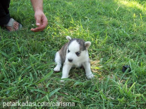 boncuk Dişi Sibirya Kurdu (Husky)