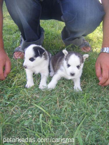 boncuk Dişi Sibirya Kurdu (Husky)