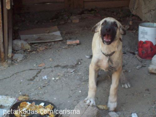 boncuk Dişi Sibirya Kurdu (Husky)