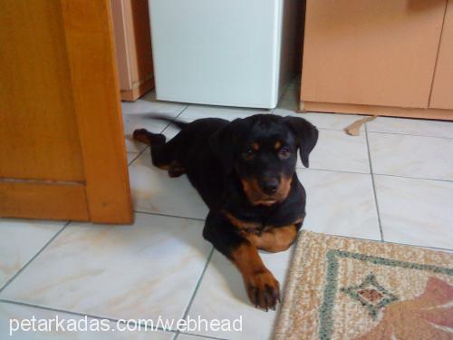 hera Dişi Rottweiler