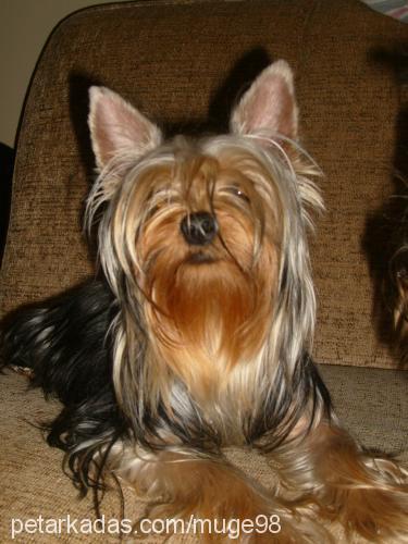 barbie Dişi Yorkshire Terrier