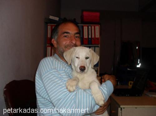 tina Dişi Labrador Retriever