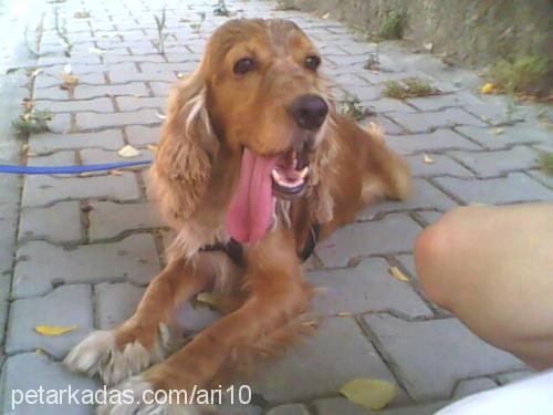 puffy Erkek İngiliz Cocker Spaniel