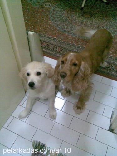 puffy Erkek İngiliz Cocker Spaniel