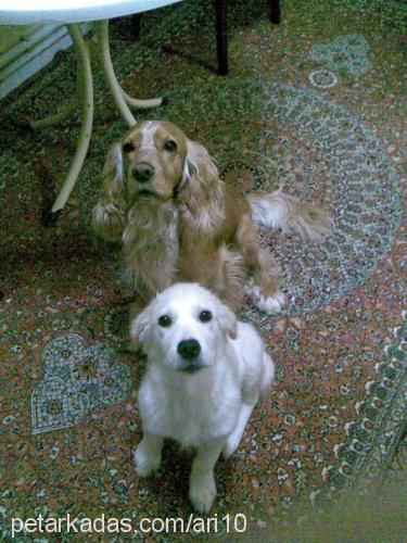 puffy Erkek İngiliz Cocker Spaniel