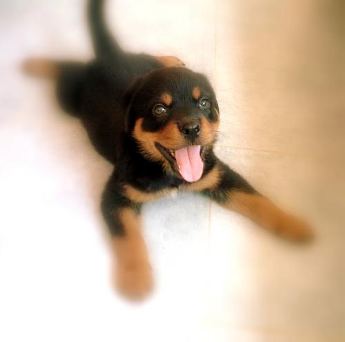 maço Erkek Rottweiler