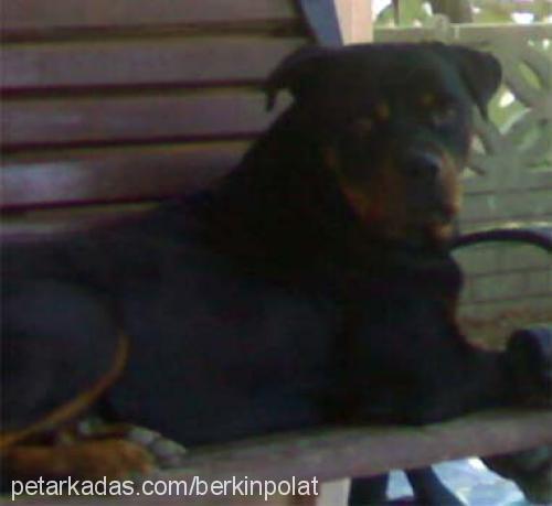 maço Erkek Rottweiler