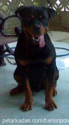 maço Erkek Rottweiler